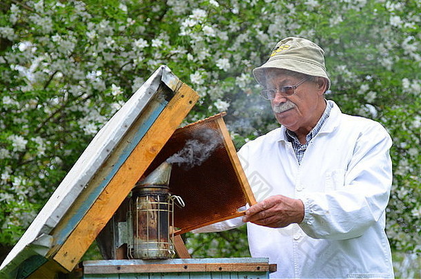 高级养蜂人春季到养蜂场视察