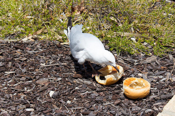 在一个阳光明媚的冬日早晨，在绿草丛生的河岸上，一只优雅的白色海鸥正在啄食野餐者留下的一个圆形白色面包包子。