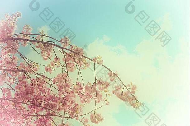 蓝天映衬：日本樱花树四月开花。