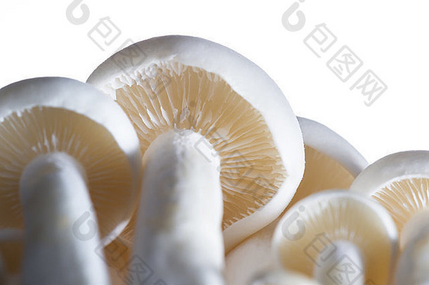 一簇生的有机白色bunapi蘑菇的特写镜头