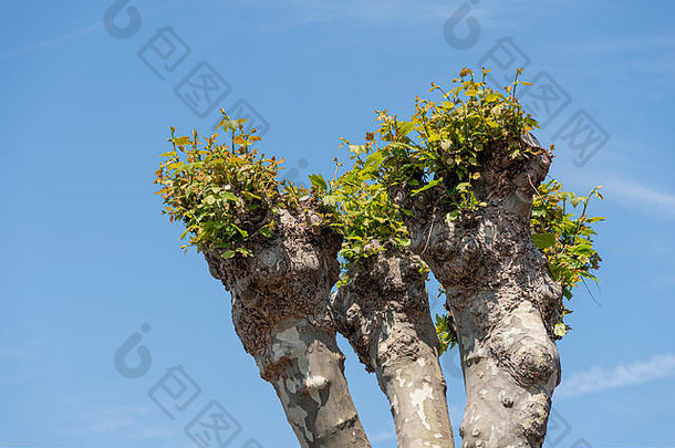 一种修剪系统，包括移除树的上部树枝，促进枝叶茂密