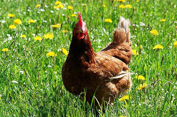 母鸡在外面的草地上