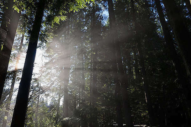 以森林和阳光为背景
