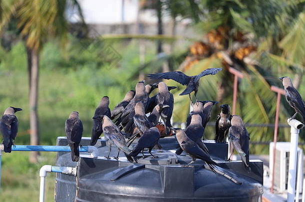 大自然中的一群黑乌鸦，大自然中的一群黑乌鸦。