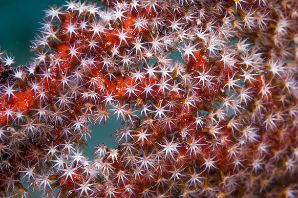 大角珊瑚[棘角珊瑚属]。西米兰群岛，安达曼海，<strong>泰国</strong>。