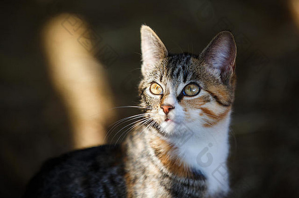 条纹阳光下的野猫肖像