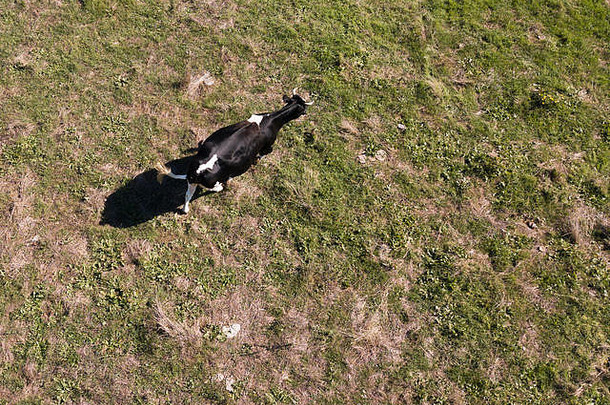 一头黑白两色的奶牛在意大利的绿色田野上吃草的鸟瞰图