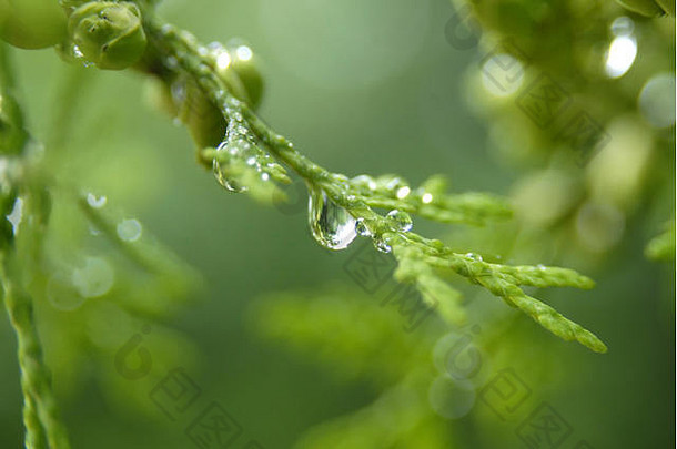 草地上的水滴，特写