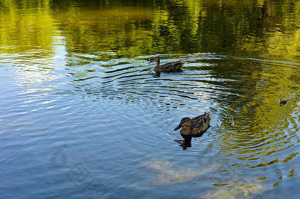 水禽，鸭或绿头鸭，鸭科。在小溪上<strong>游泳</strong>寻找食物。萨马拉植物园，萨马拉2016年7月18日