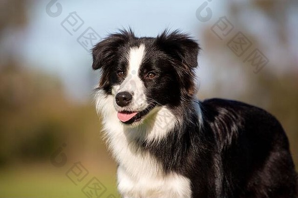 一只年轻的黑<strong>白边</strong>境牧羊犬的特写照片，背景为自然柔和的焦点。