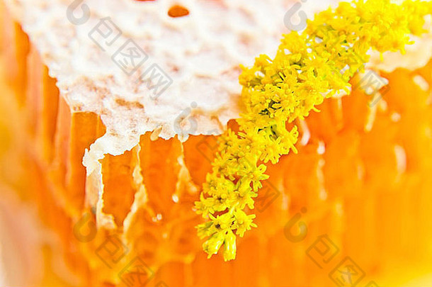 蜂蜜黄花甜蜂巢