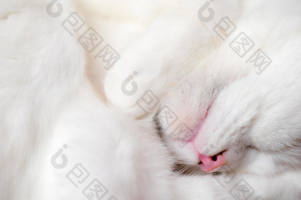 Schlafende Katze-Katzen肖像画
