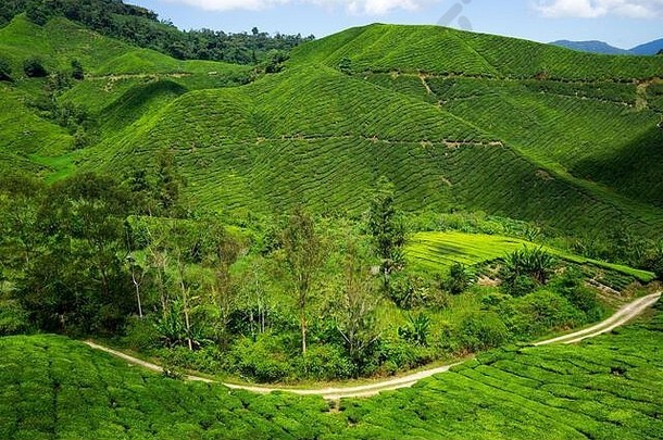 Boh茶叶<strong>公司成立</strong>于1929年，是马来西亚著名的茶叶品牌之一。卡梅隆高地的一个亮点景点。