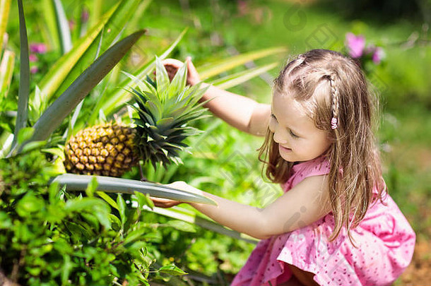 菠萝园的孩子。看着菠萝生长的小女孩。亚洲水果农场的孩子们。奇异的水果田。菠萝果园。