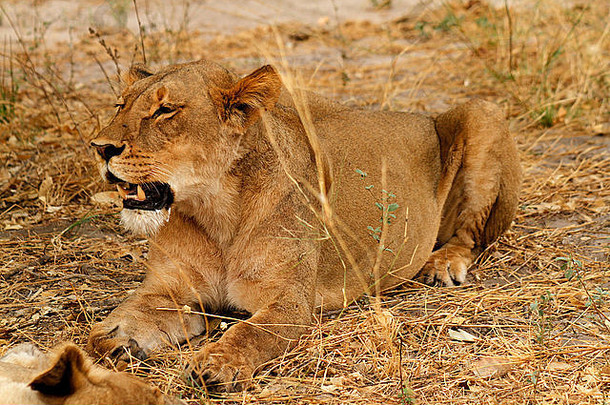 非洲狮子休息开放平原大强大的猫非洲的前梯形捕食者