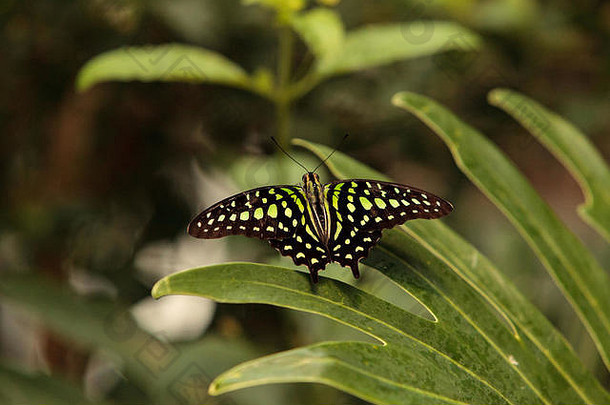 春天，在植物园里，有尾松鸦<strong>蝴蝶</strong>的绿色和黑色翅膀