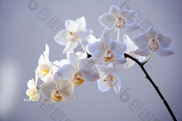 白色的兰科花在树枝上。美丽、精致、柔和的白色兰花，以淡紫色为背景，柔和的灯光照亮