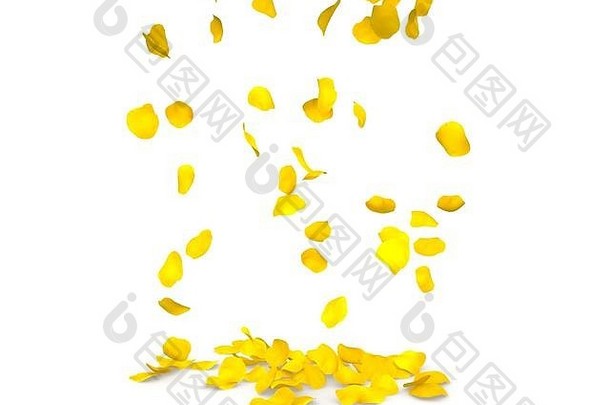 黄色的玫瑰花瓣在地板上飞舞。孤立白色背景