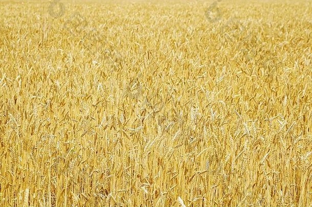 田野里优质大麦的美丽穗。为农民、农业公司和农业控股<strong>公司宣传</strong>肥料