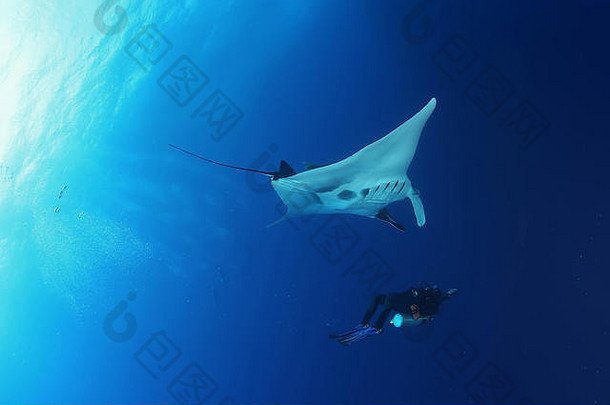 太平洋加拉帕戈斯群岛水下蝠鲼潜水
