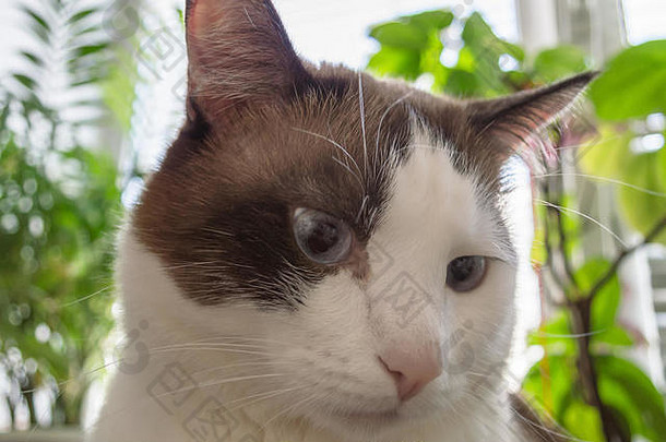 肖像猫蓝色的眼睛绿色植物背景