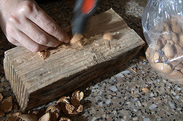 在木制底座上用爪锤打开杏仁。