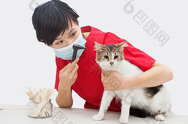 女<strong>兽医检查</strong>猫的耳朵耳镜设备灰色的背景
