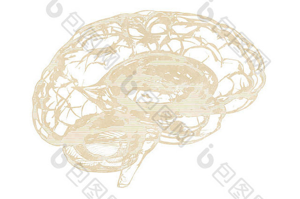 人脑-侧视图蓝色3d渲染隔离在白色上