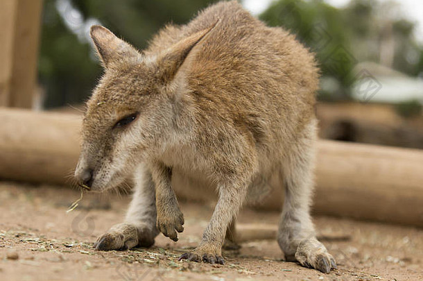 小宝宝kangoroo的照片。