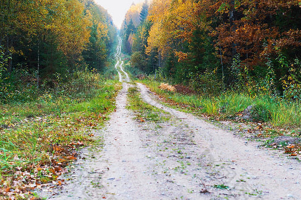 树叶泛黄泛红，道路在秋天的森林里