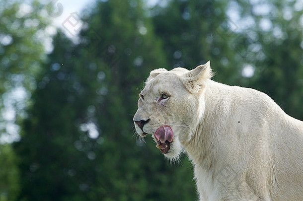 美丽的肖像强大的白色<strong>狮子</strong>开放口