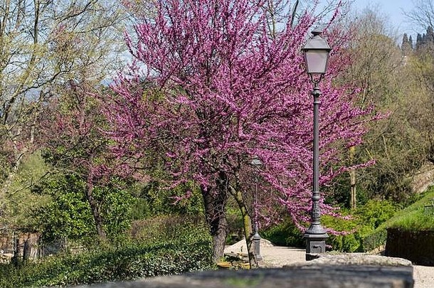 带有伪造灯笼的犹大树或欧洲紫荆（Cercis silikastrum L.）。波波里花园，佛罗伦萨，托斯卡纳，意大利。