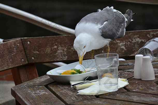 <strong>海鸥</strong>吃人类盘子里的剩菜