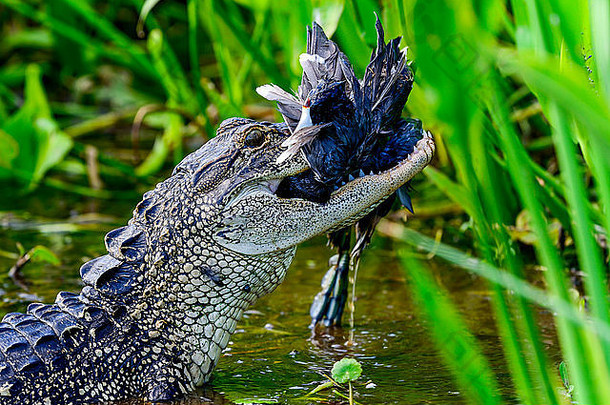 美洲短吻鳄，维埃拉湿地