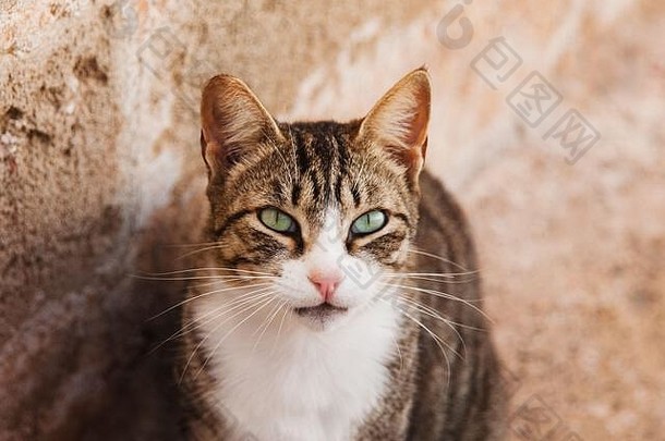 摩洛哥埃萨乌拉的一只猫的肖像