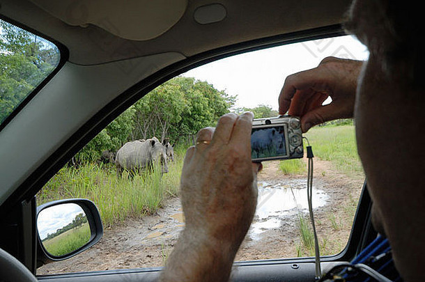 一名男子用数码相机从车窗拍摄一只白犀牛（Ceratotherium sim）