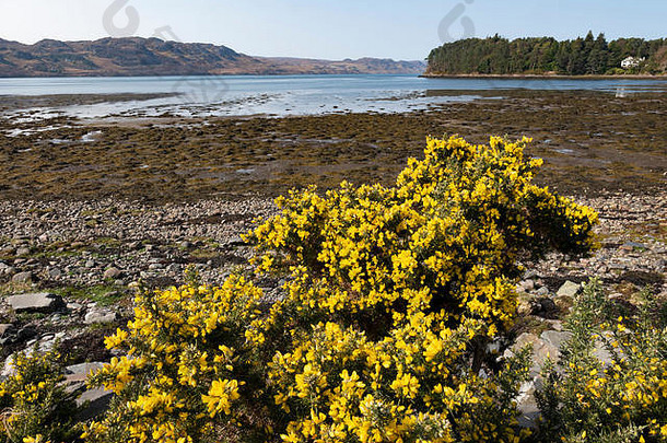 金雀花灌木洞同样便便生活西海岸苏格兰