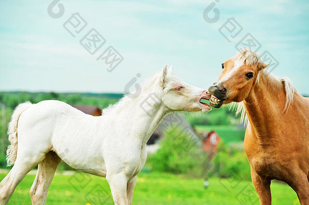 草地上的乳白色小马和成年小马。国内摊牌