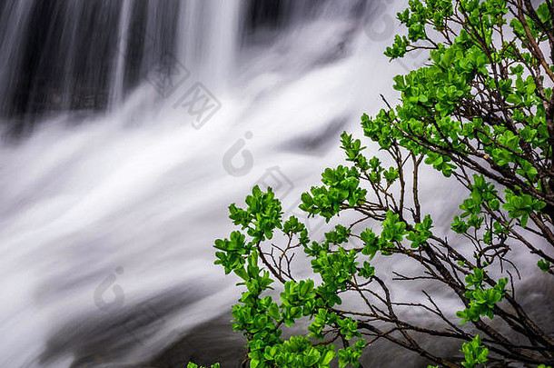 瀑布和绿色灌木丛的特写镜头。