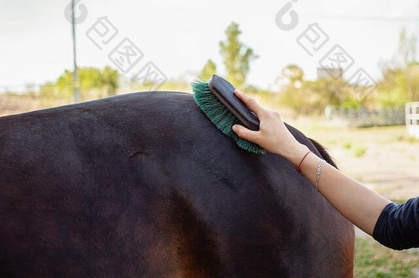一个女人用一把大刷子梳理和马身上的污垢。蓝色天空背景上的棕色马。爱马，爱护动物。