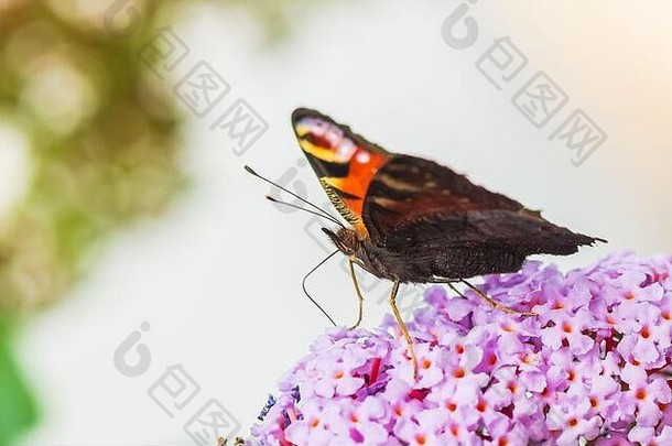 孔雀蝴蝶，正在花园里的紫灌木丛中喂食花蜜。明亮的阳光，鲜艳的色彩。