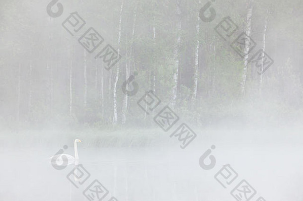 天鹅在雾蒙蒙的森林池塘里游泳