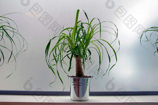简约清新的办公室装饰。在干净的白色背景下，简单的盆栽植物。