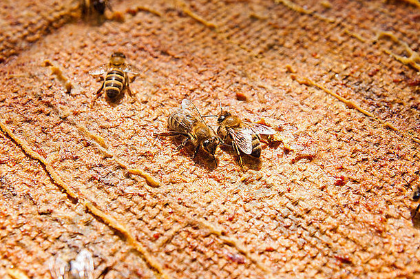 忙碌的蜜蜂，工作蜜蜂的特写镜头。在复古背景上展示一些动物的特写镜头。
