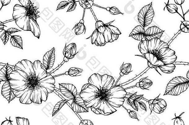 无缝犬蔷薇花图案背景。黑白画线艺术插图。