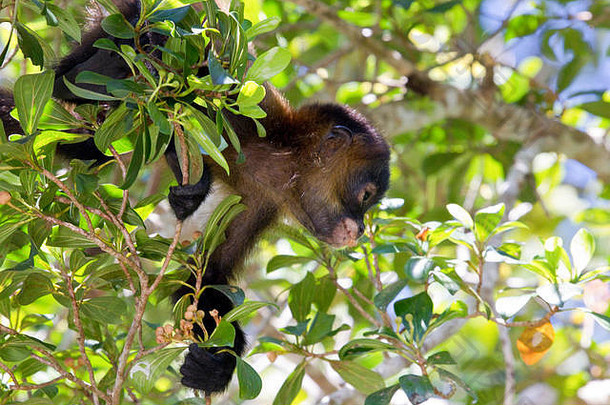 在中美洲寻找浆果的野生猴子
