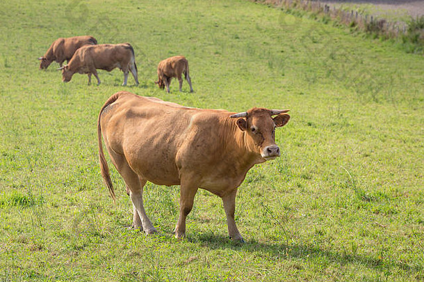 利穆森，法国：2017年8月8日：绿色牧场上一头有角的利穆森肉牛，背景是另外三头母牛。