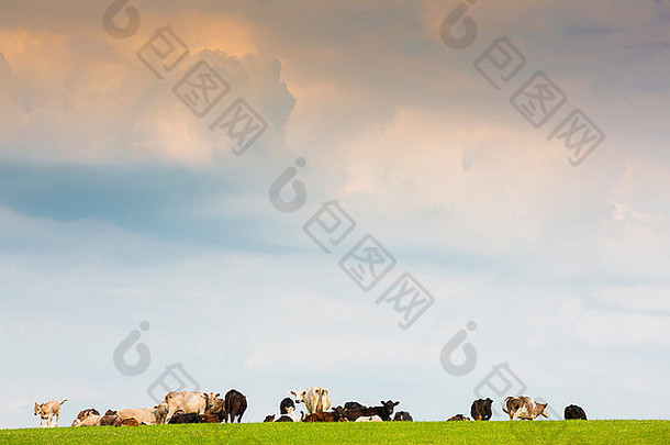 英国牛津郡，天空中乌云密布的山顶上一群奶牛和小牛