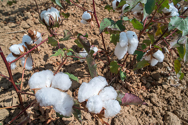 棉花种植在田野里。阳光明媚的一天