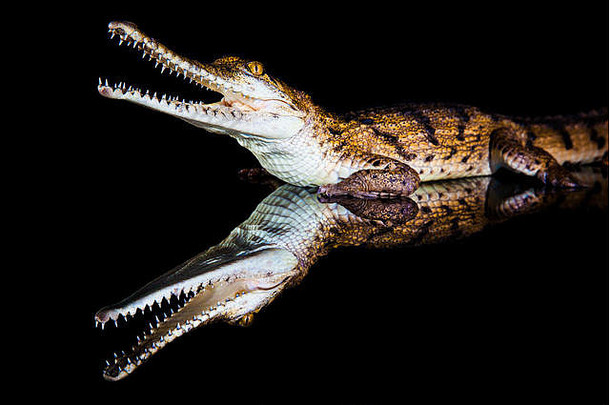淡水鳄鱼-澳大利亚北部的本土动物，摄影棚，反思
